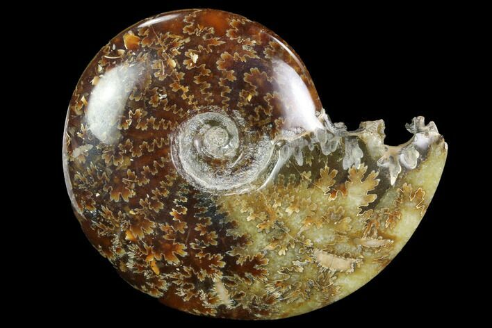 Polished, Agatized Ammonite (Cleoniceras) - Madagascar #97305